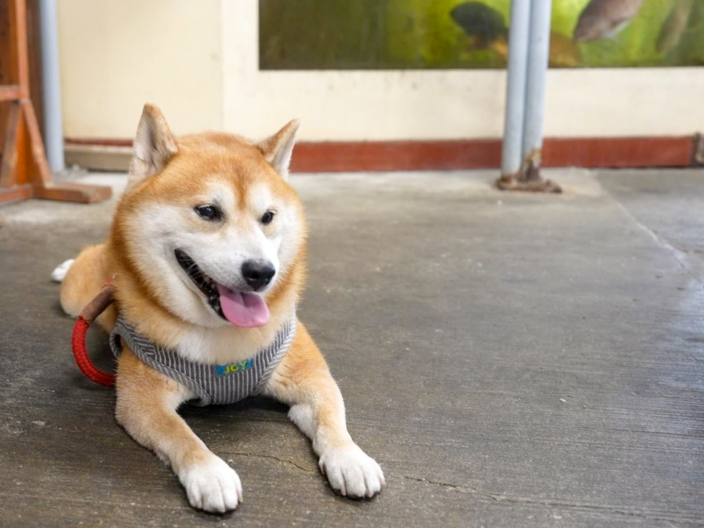 お店の看板犬